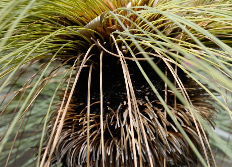Stunning Xanthorrhoea.