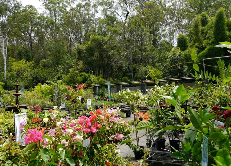 The nursery in its eucalypt setting.