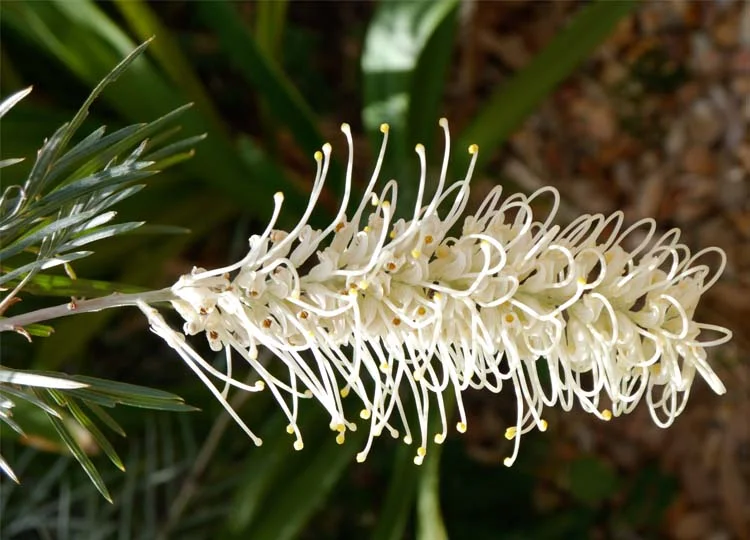 ...and its equally stunning flowers.