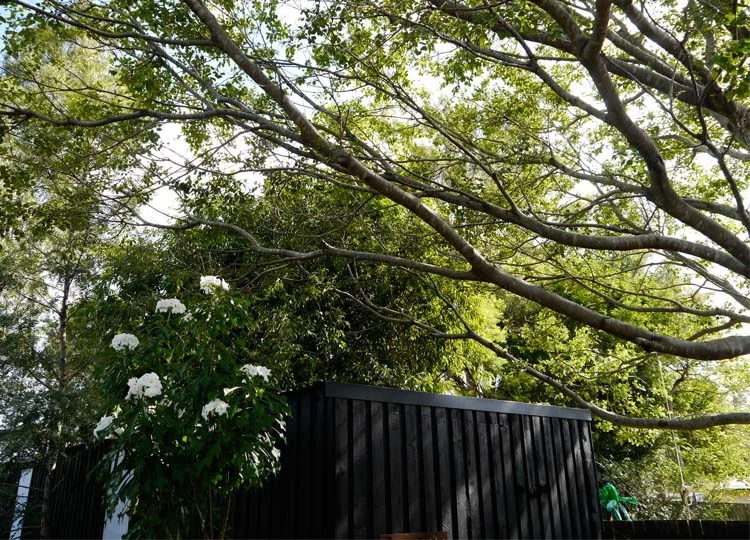 White flowers on the Plumeria pudica beside the print pavilion.