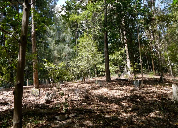 The revegetation work is ongoing.
