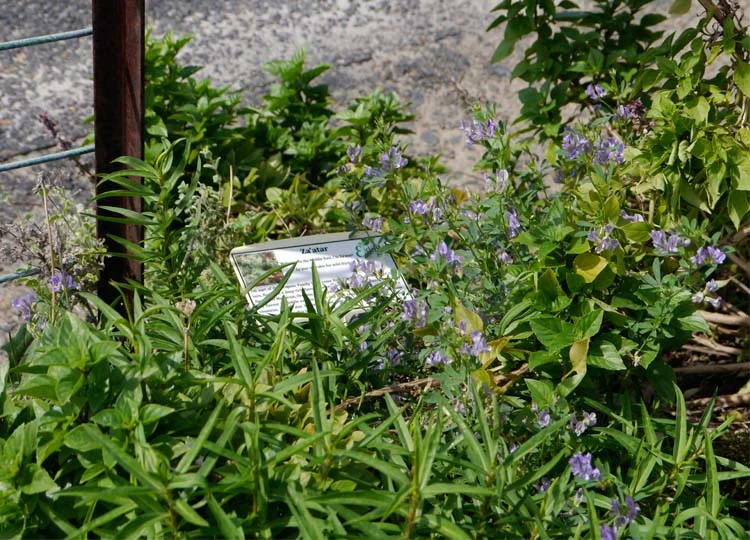 I've never seen za'atar growing: only the traffic and crowds stopped me from getting closer.