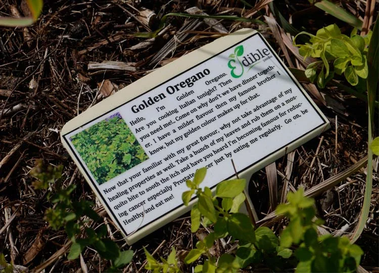 Oregano: good for pizzas and prostates. Apparently...