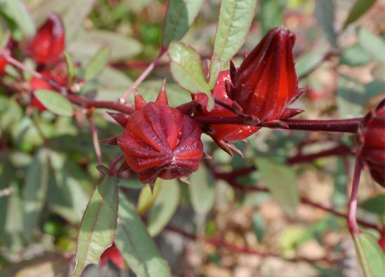 Oh rosella jam...how you make my heart sing.