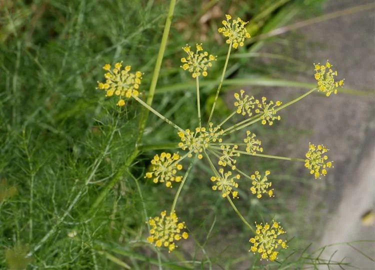 Lovely fennel flowers.