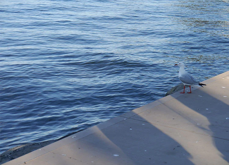 ...and other friendly locals.