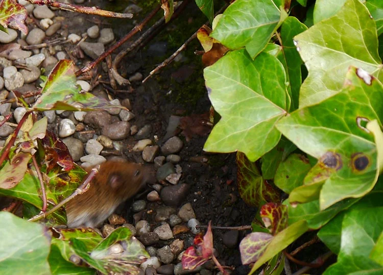 A small resident dashes through a gap in the planting.