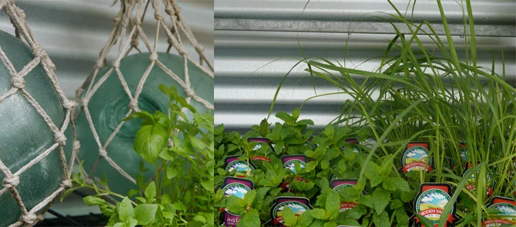 3. East Brisbane's Secret Garden Nursery