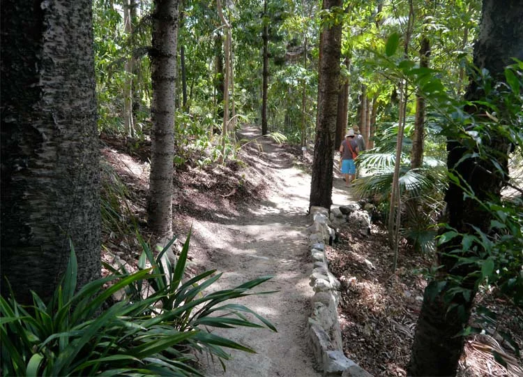 10. 100 Hidden Hoop Pines: the Brisbane Quaker Arboretum