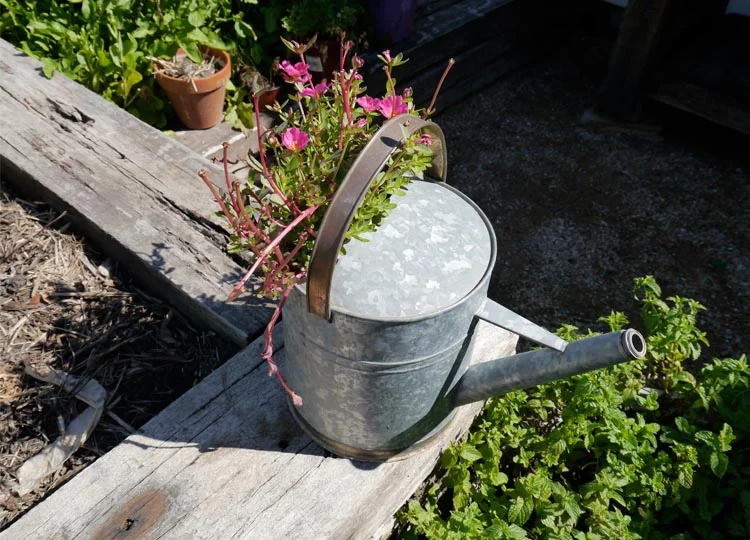 12. The Kitchen Garden at Burleigh's Paddock Cafe
