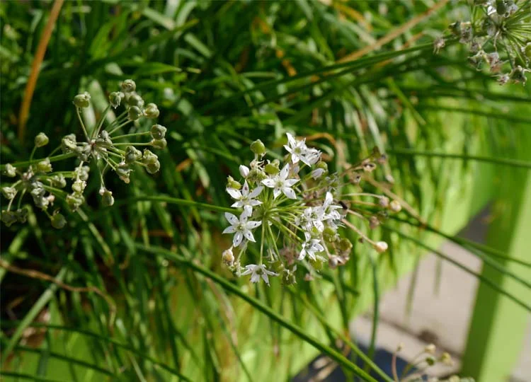 14. Surf and Salad: Yamba's Edible Main Street Gardens