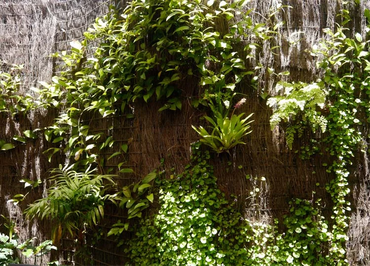 19. A Green-Walled Courtyard at Toowoomba's Engine Room Cafe