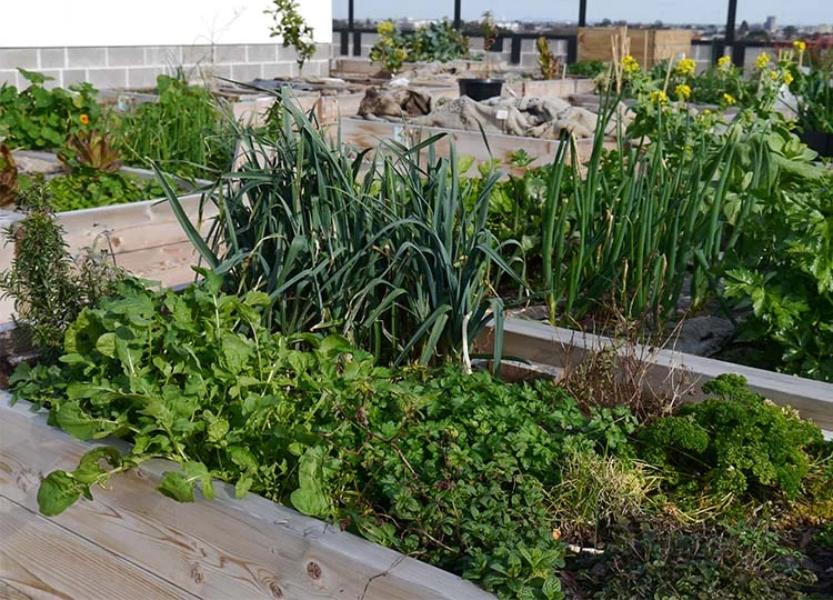 26. The Commons: Melbourne's Game-Changing Apartment Building