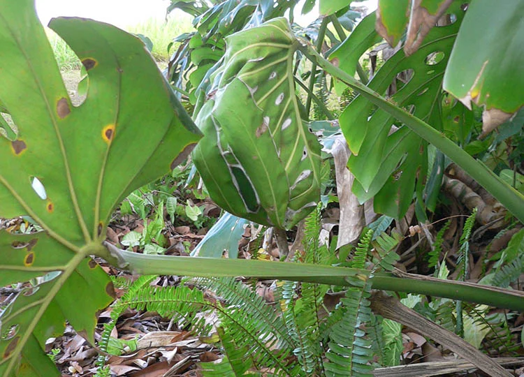 29. The Green Ant Nest