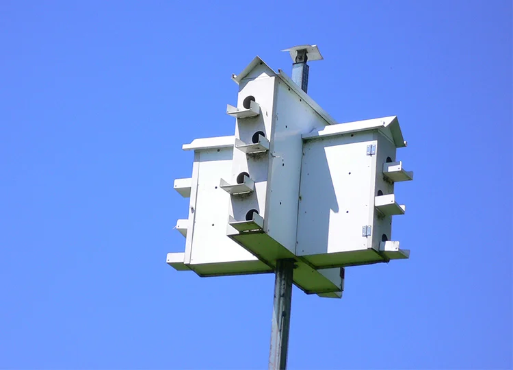 30. Nest Boxes for Rare Martins