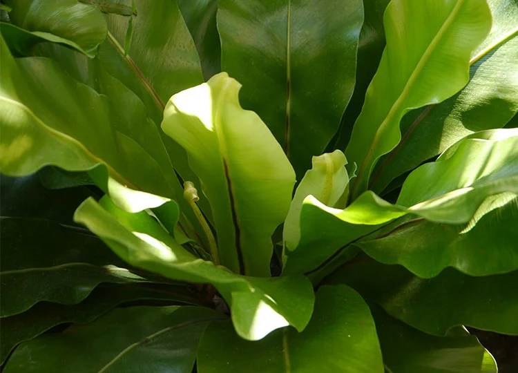 31. The Bird's Nest Fern