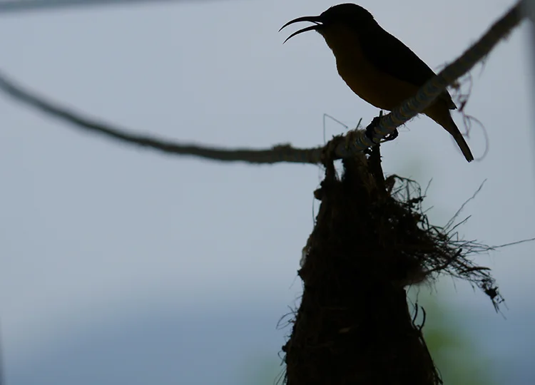 32. A Helping Hand for a Feathered Friend