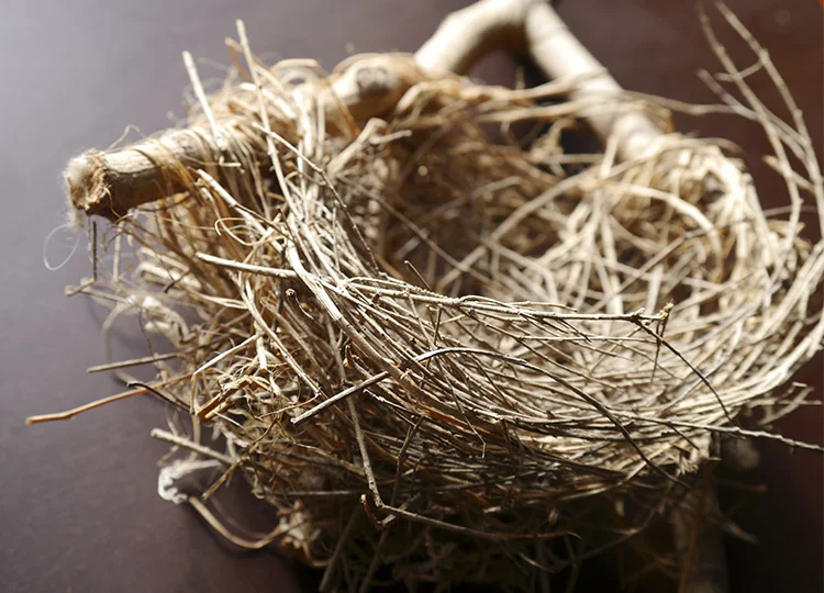 33. The Architecture of Birds