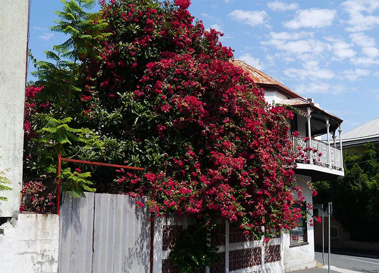 41. 20 Minutes in Spring Hill