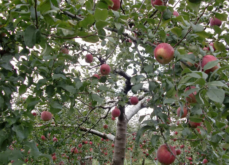 Image:&nbsp; The apple trees at an apple orchard at Kamimoku, Gunma, Japan by Kamimoku International Village via Wikimedia Commons.