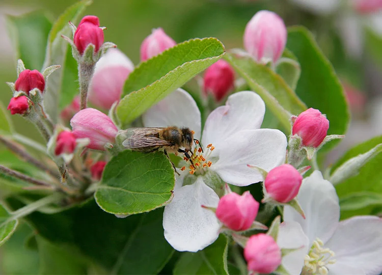 Image: Bee in apple blossom by Fir0002 via Wikimedia Commons.