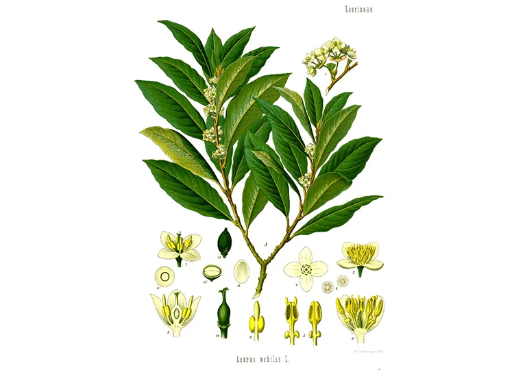 Laurus nobilis. Image via Wikimedia Commons.