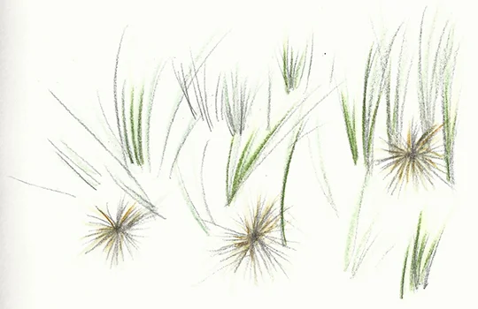 Spinifex sericeous