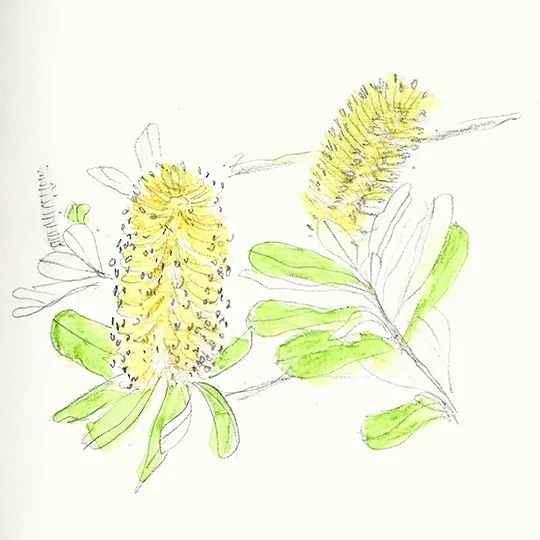 Banksia integrifolia