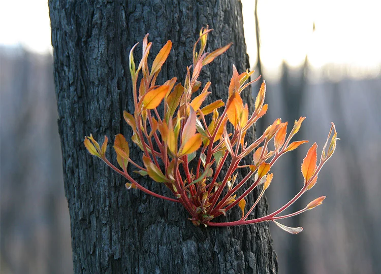 Image: Robert Kerton, CSIRO. Wikimedia Commons Creative Commons licence.