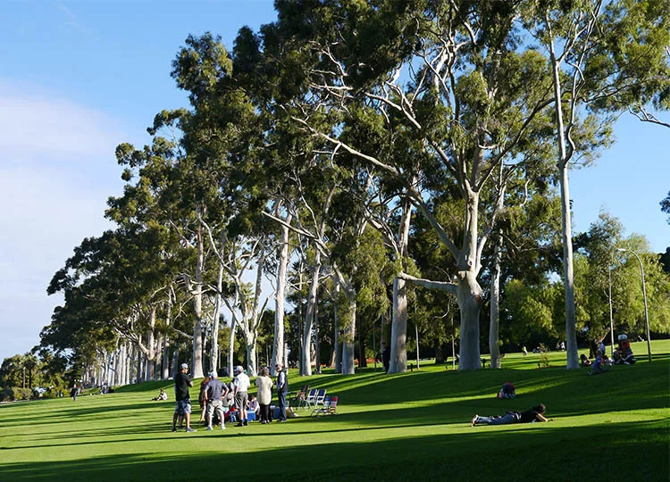 The lemon-scented gums lining Fraser Avenue at the entrance to the West Australian Botanic Gardens and Kings Park.