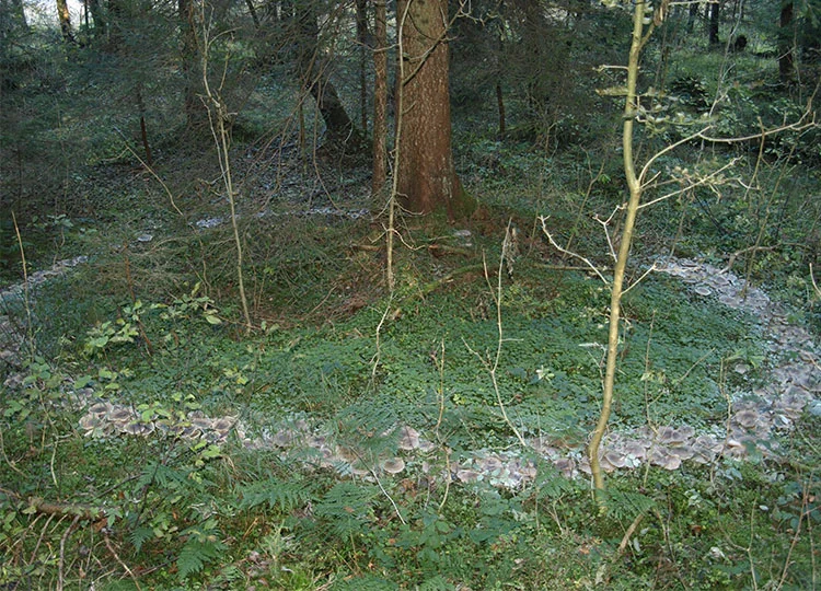 Fairy Ring of Clitocybe nebularis (Clouded Agaric) Image: Josminda, under CC Licence via Wikimedia Commons.