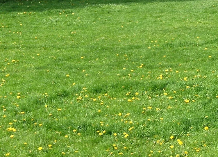 Image: Kelisi, under CC Licence via Wikimedia Commons.