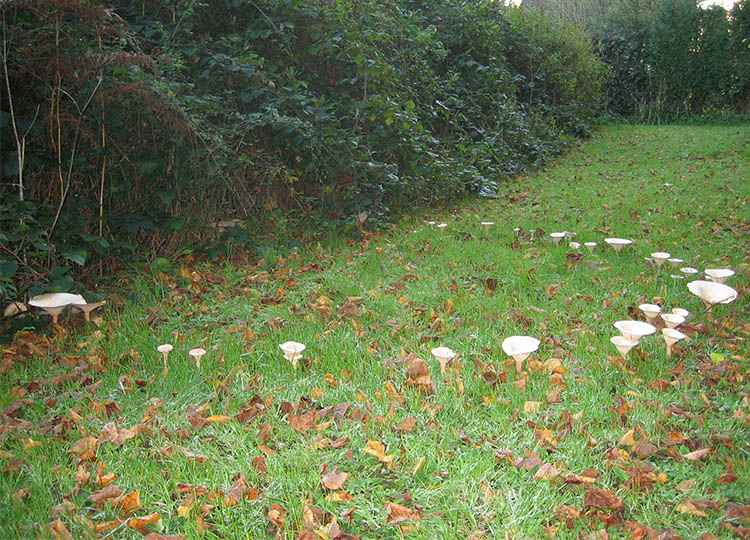 Image: Cropcircles, under CC Licence via Wikimedia Commons.