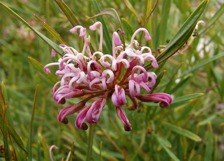 Grevillea 'Fairy Floss'. Image: Tatters, under CC Licence via Flickr.