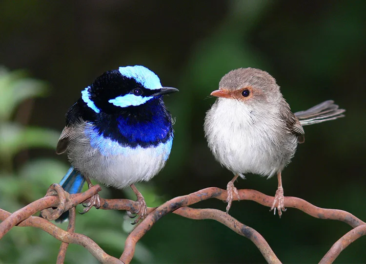 A pair of Superb Fairy Wrens. Why is the lady always the dull one...don't get me started... Image: benjamint444, under CC Licence via Wikimedia Commons.