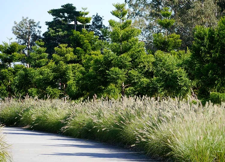 G is for Grass — Landscapology Brisbane landscape architects