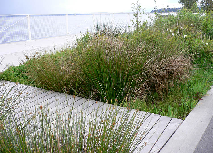 Olympic Sculpture Park, Seattle