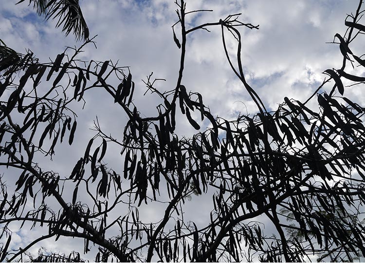  Poinciana seed pods in spring... 