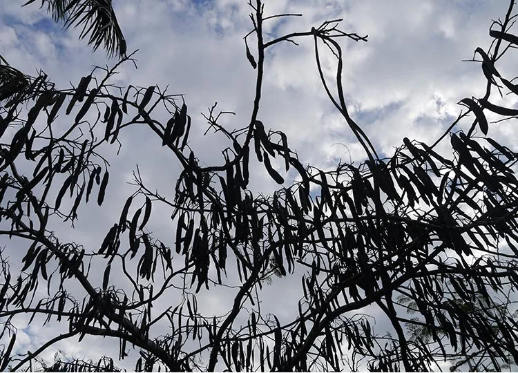 Poinciana seed pods in spring...