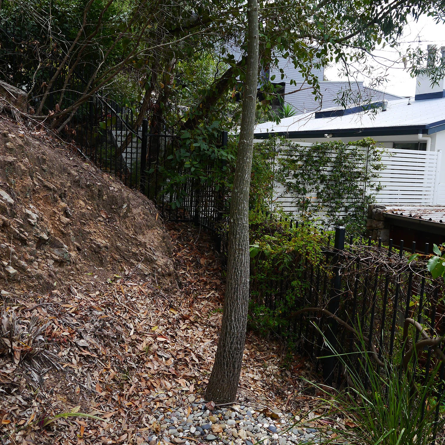 Existing area around bottle tree.