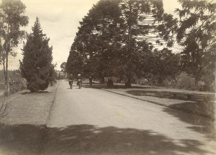 Cycling through the City Botanic Gardens, 1896.