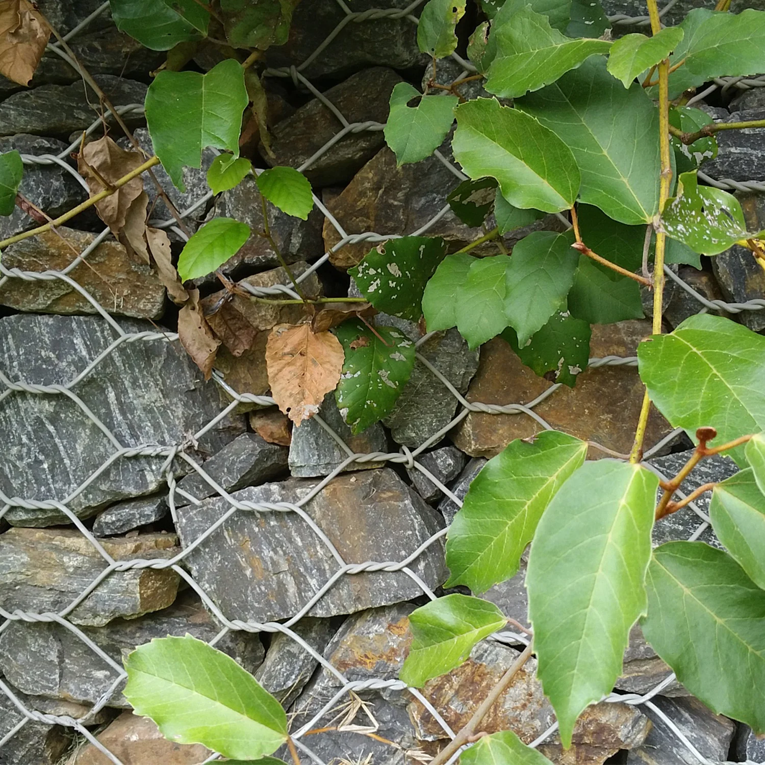 Existing bluestone gabions enveloped in vegetation.