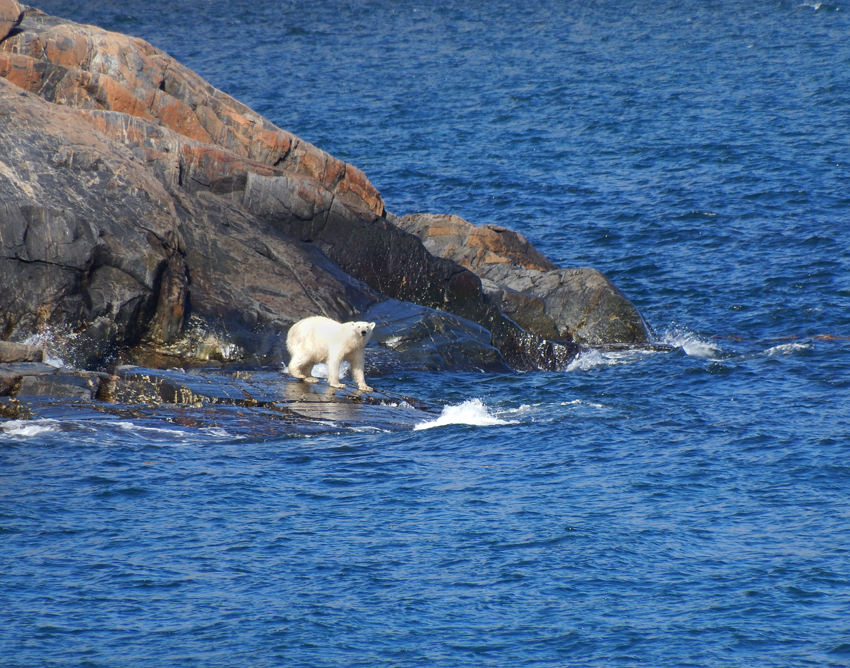 Curious Polar Bear (Labrador, Canada)