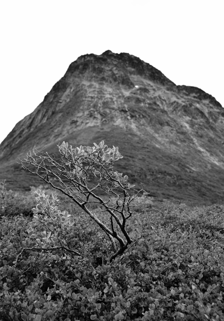 Arctic Willows (Paradise Valley, Greenland)