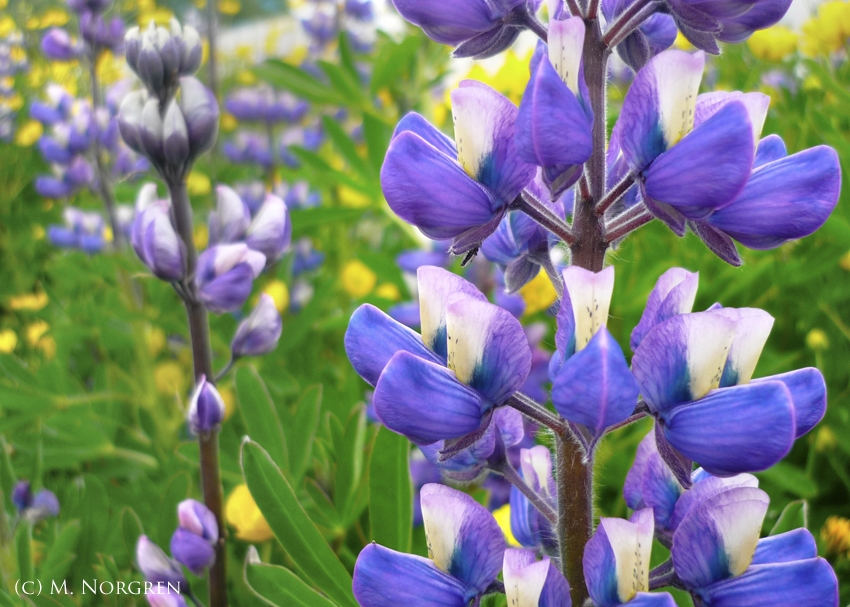 Arctic Lupine (Greenland)