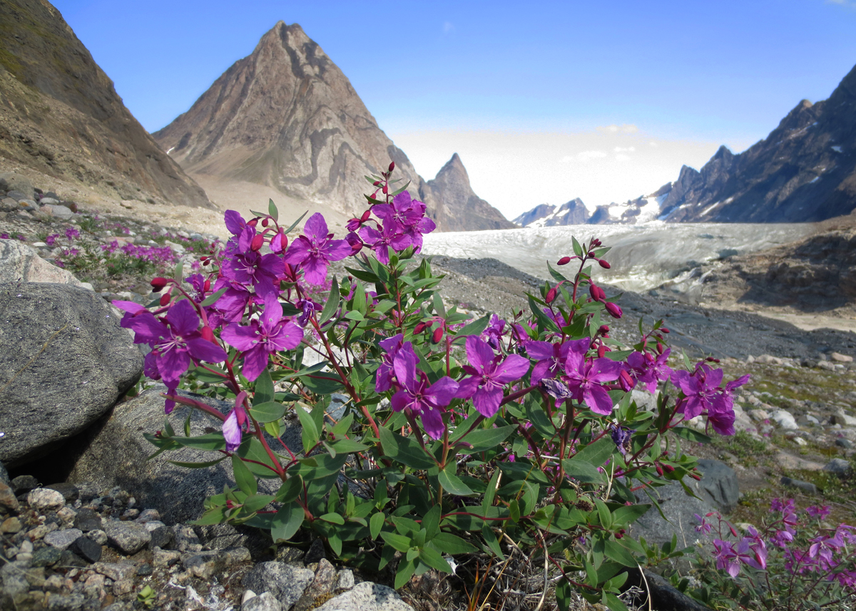 Dwarf Fireweed, Chamerion latifolium