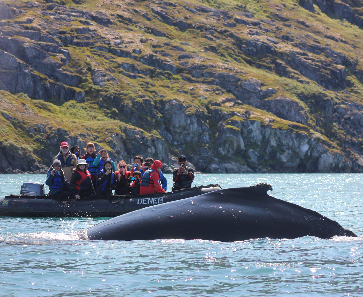 Humpback Whale Watching