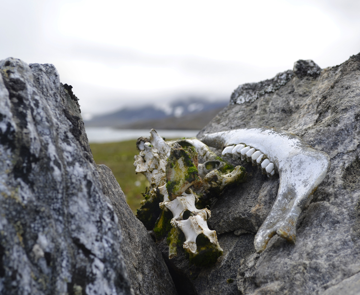 Caribou Jaw Bone