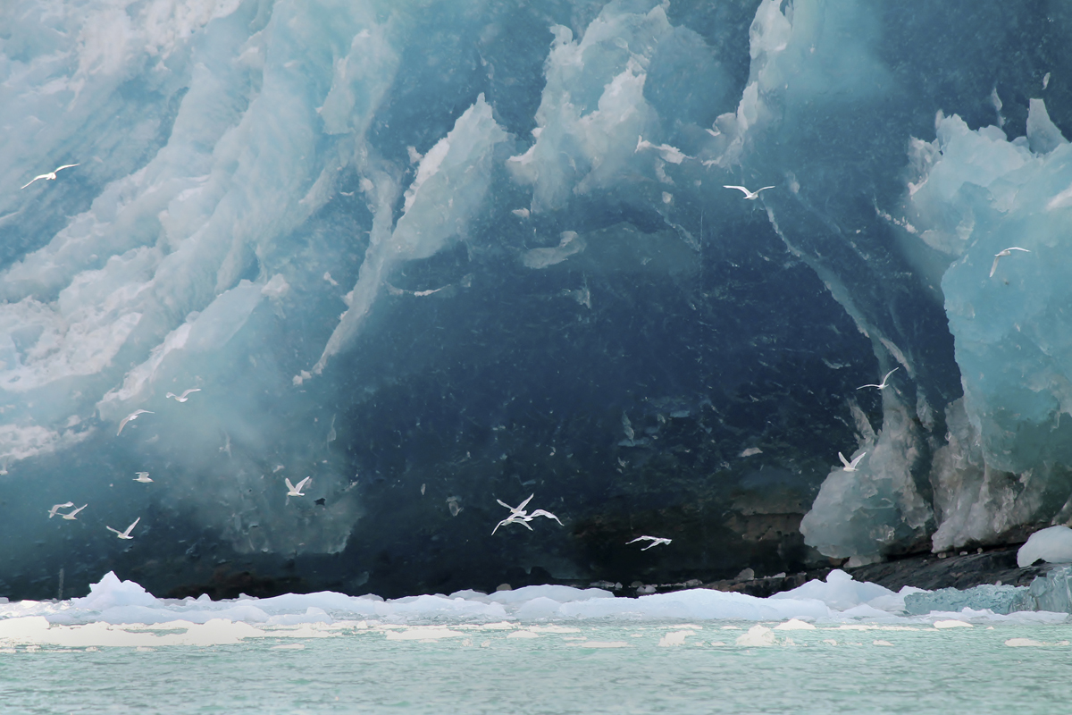 Glacier and Seabirds
