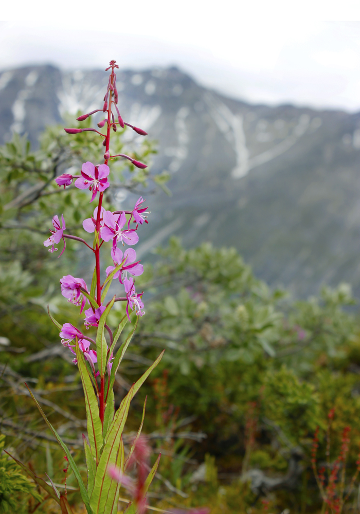 Lone Fireweed